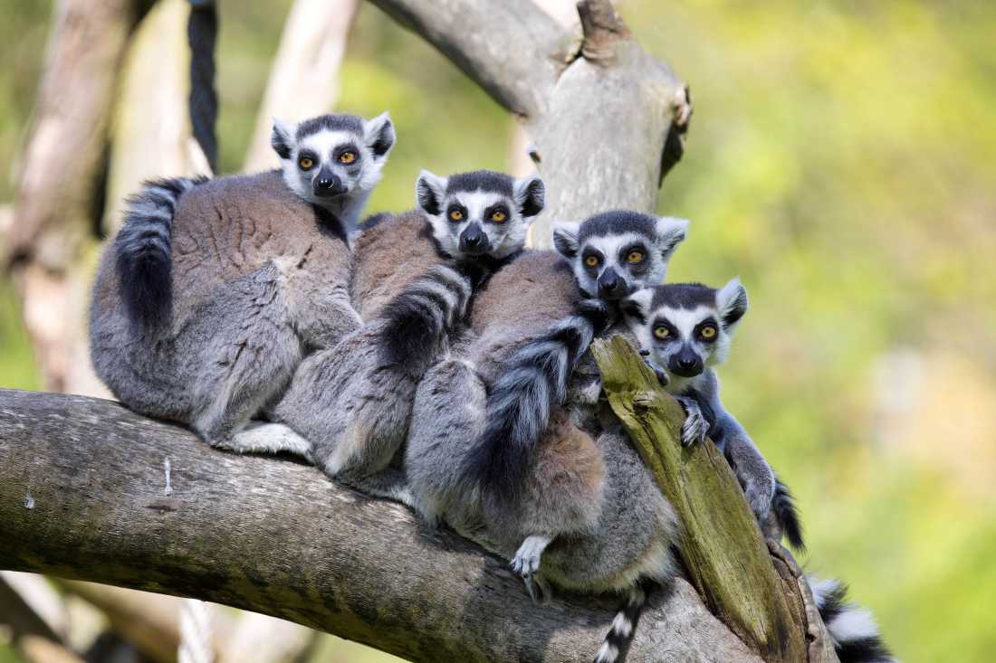 A family of Ring-tailed Lemurs resting on a branch