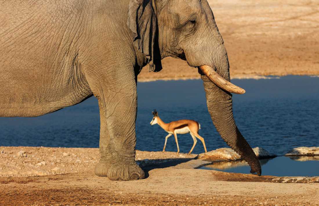Enjoy all creatures, great and small, in Etosha National Park |  Peter Walton