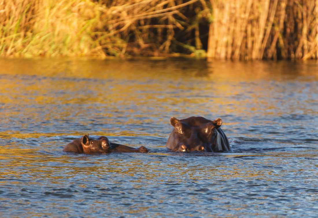 Hippo's peeking above the water of Okavango River |  Peter Walton
