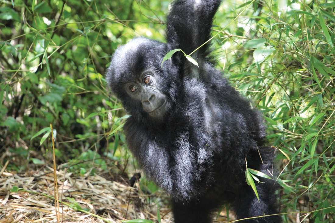 Up close with a young gorilla |  Ayla Rowe