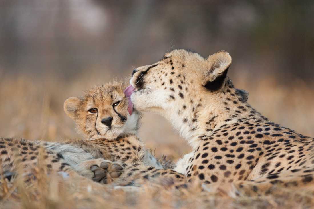 Spotting a mother and baby cheetah on a wildlife safari