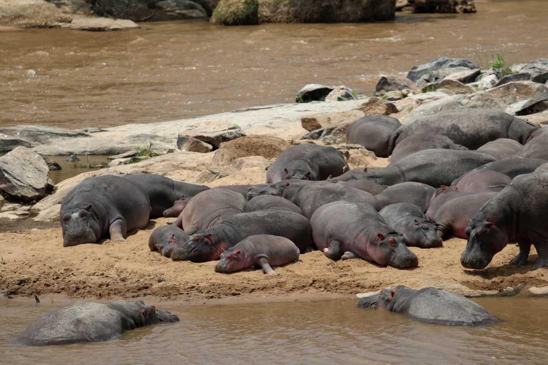 Herd of hippopotamus laying on the river bank in Serengeti  |  Kyle Super