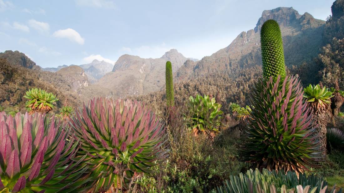 Giant Groundsels and Lobelia Giants in Uganda's Rwenzori Mountains |  <i>Juniors Bildarchiv GmbH</i>