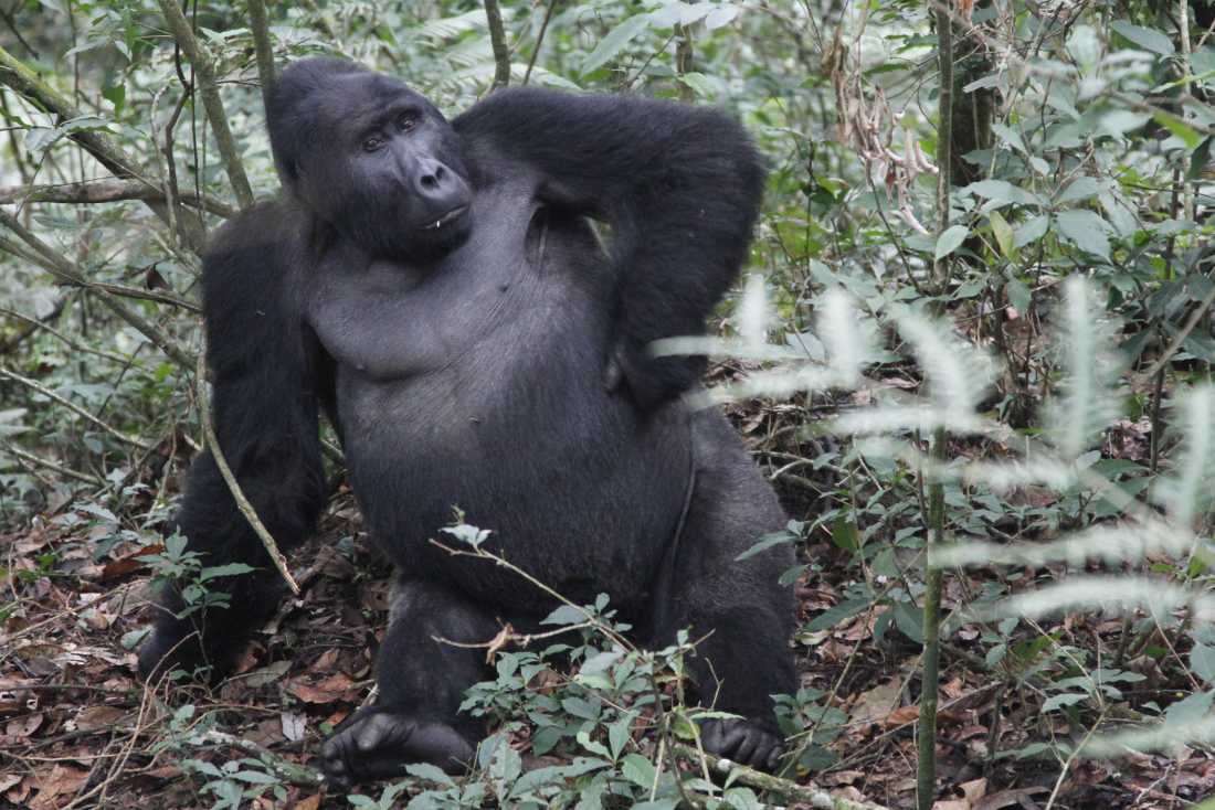 A silverback gorilla in Bwindi National Park |  Ian Williams