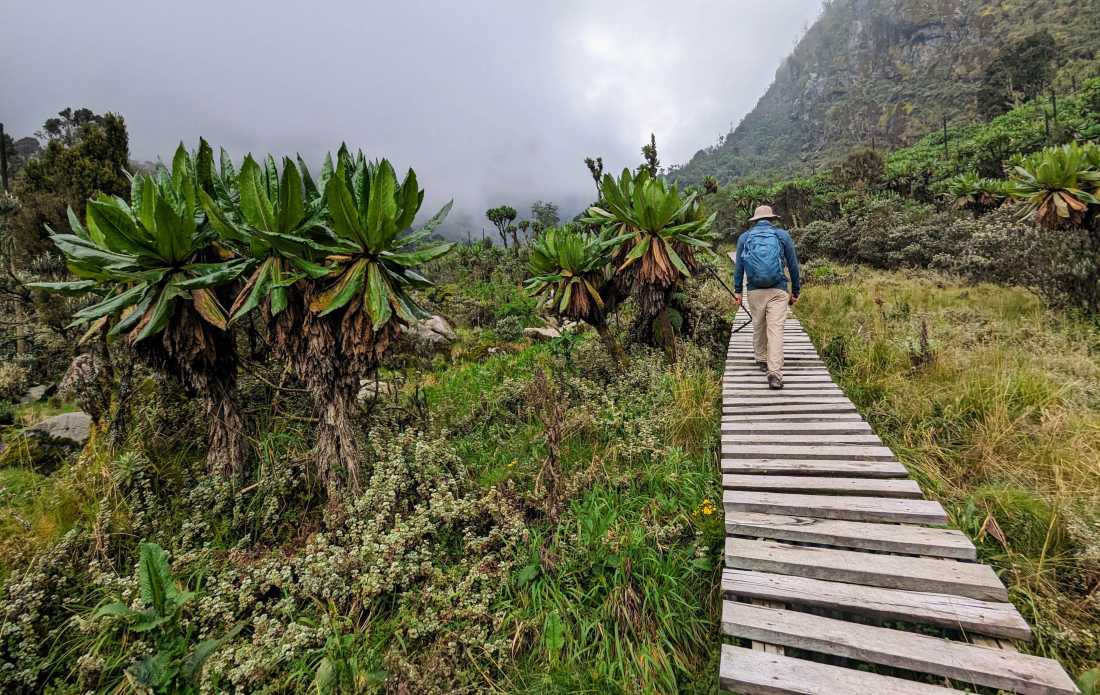 Hiking through the lobelias in the Rwenzori Mountains