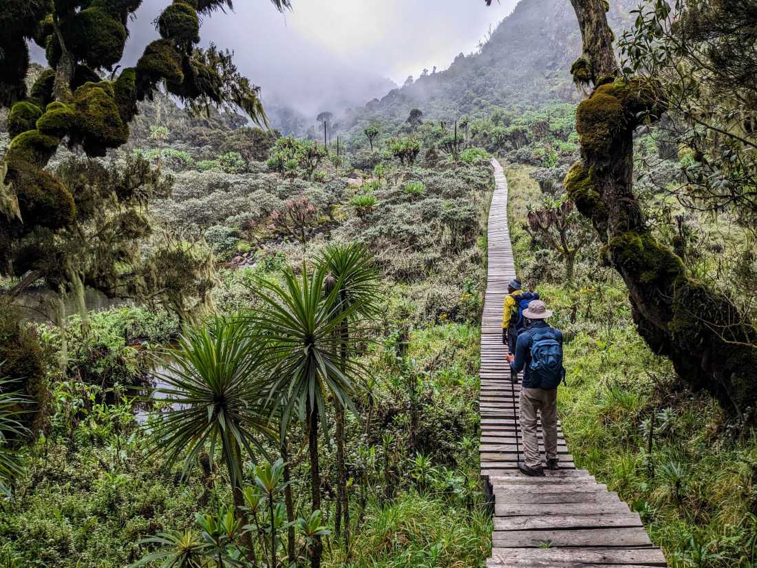 Walking through the heather zone near Kalalama Camp