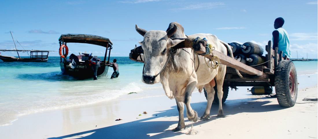 Local transportation options at Nungwi Beach on Zanzibar |  <i>Christa Cameron</i>