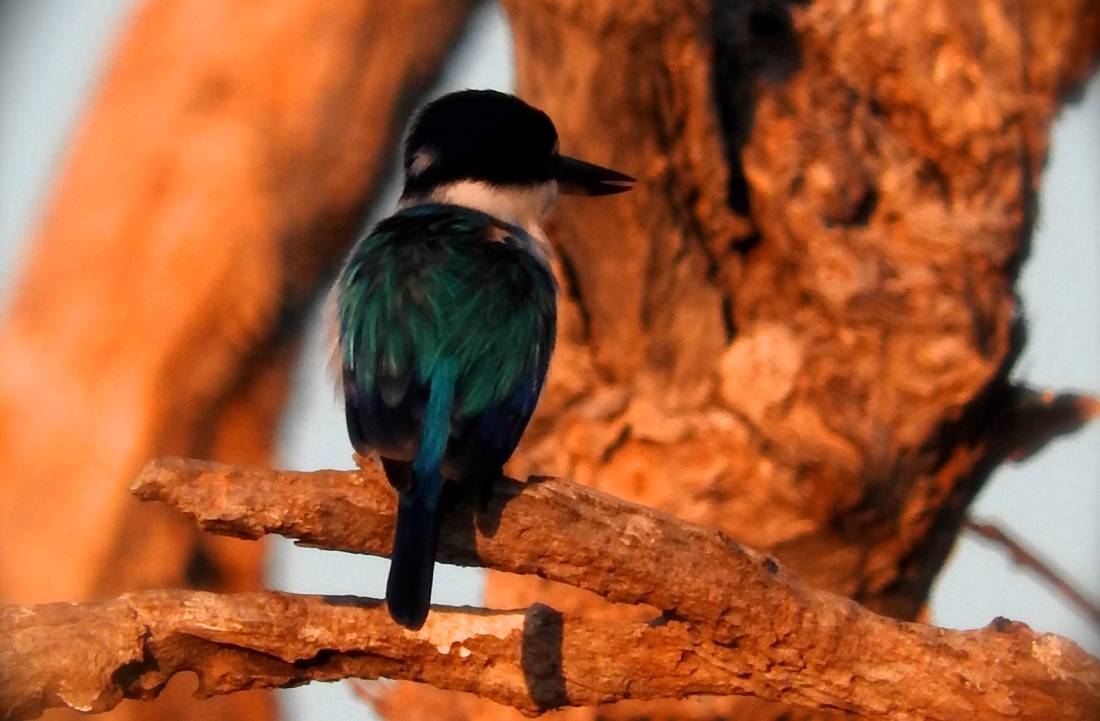 A bird perches on a tree in Kakadu | <i>Holly Van De Beek</i>