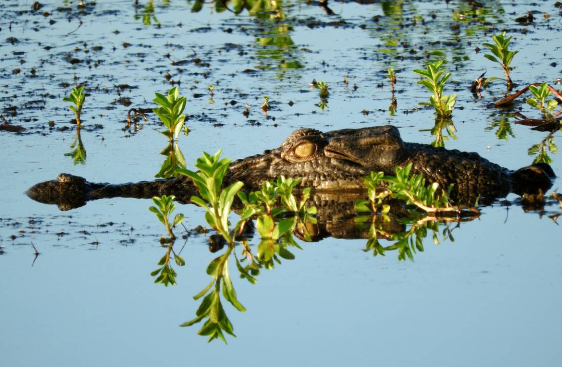 Salt water crocodile swimming in the Yellow Water Lagoon | <i>Holly Van De Beek</i>