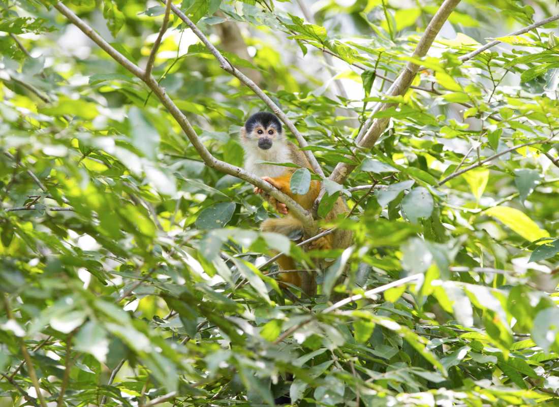 Squirrel Monkey in Golfo Dulce