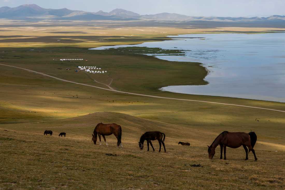 Horses above our Yurt camp in the Tian Shan |  Lachlan Gardiner