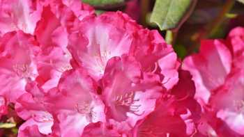 Pink rhododendron