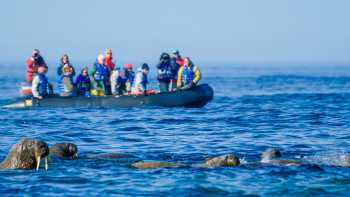 Walrus Encounter by Zodiac