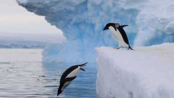 Adelie Penguins take the plunge in Antarctica