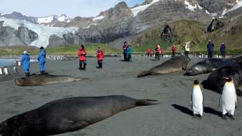 The wildlife rich beaches of South Georgia