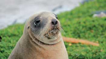 Female New Zealand hooker sea lion enjoying the sunshine