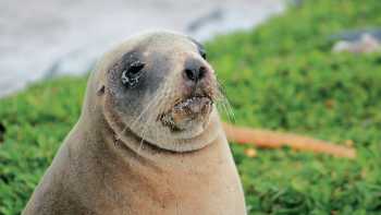 Female New Zealand hooker sea lion enjoying the sunshine