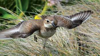 A Pippit takes flight