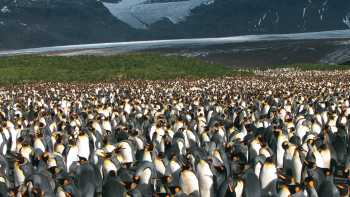 Large King Penguin colony, Salisbury Plain, South Georgia