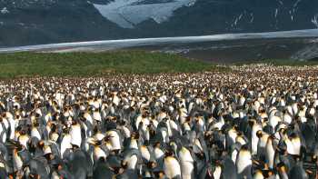 Large King Penguin colony, Salisbury Plain, South Georgia