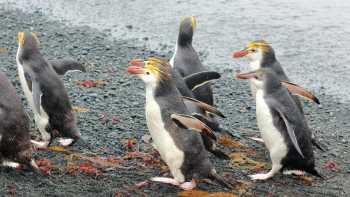 Royal Penguins waddling up the beach