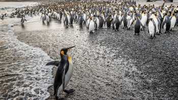 South Georgia's breathtaking scenery and huge numbers of wildlife make it a 'must see'