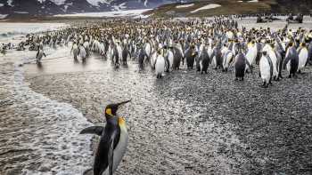 South Georgia's breathtaking scenery and huge numbers of wildlife make it a 'must see'