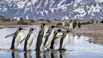 King Penguin parade on South Georgia