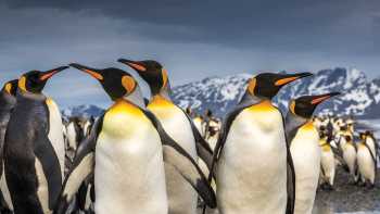 South Georgia's breathtaking scenery and huge numbers of wildlife make it a 'must see'