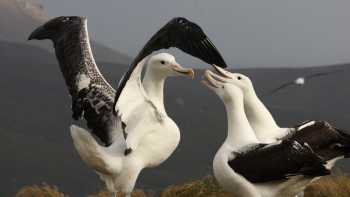 Southern Royal Albatross, Campbell Island