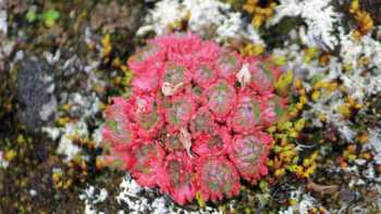 Arctic flower