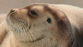 Fur seal in the Arctic