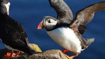 Iceland Puffins