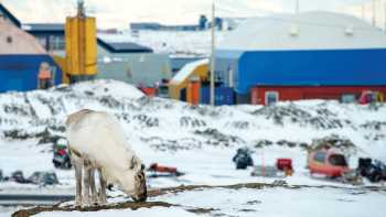 Reindeer grazes in Longyearbyen