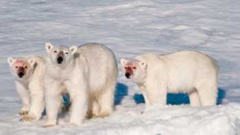 A family of polar bears after feeding