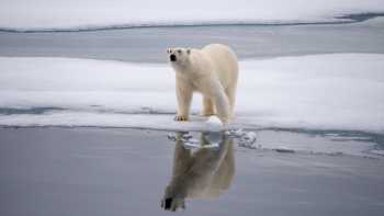 A polar bear checks surroundings in Svalbard