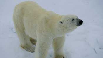 Up close with Polar Bear on the Arctic pack ice