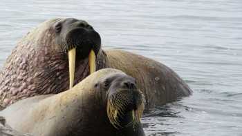 Walrus halout at Sarstangen