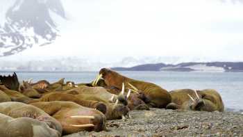 Exploring the Walrus colony at Sarstangen