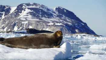 Curious Bearded Seal relaxing on the pack ice