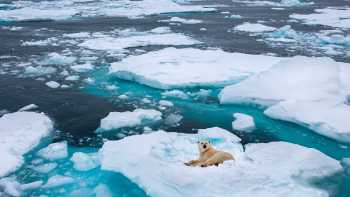 Polar bear resting on floating sea ice off Greenland.