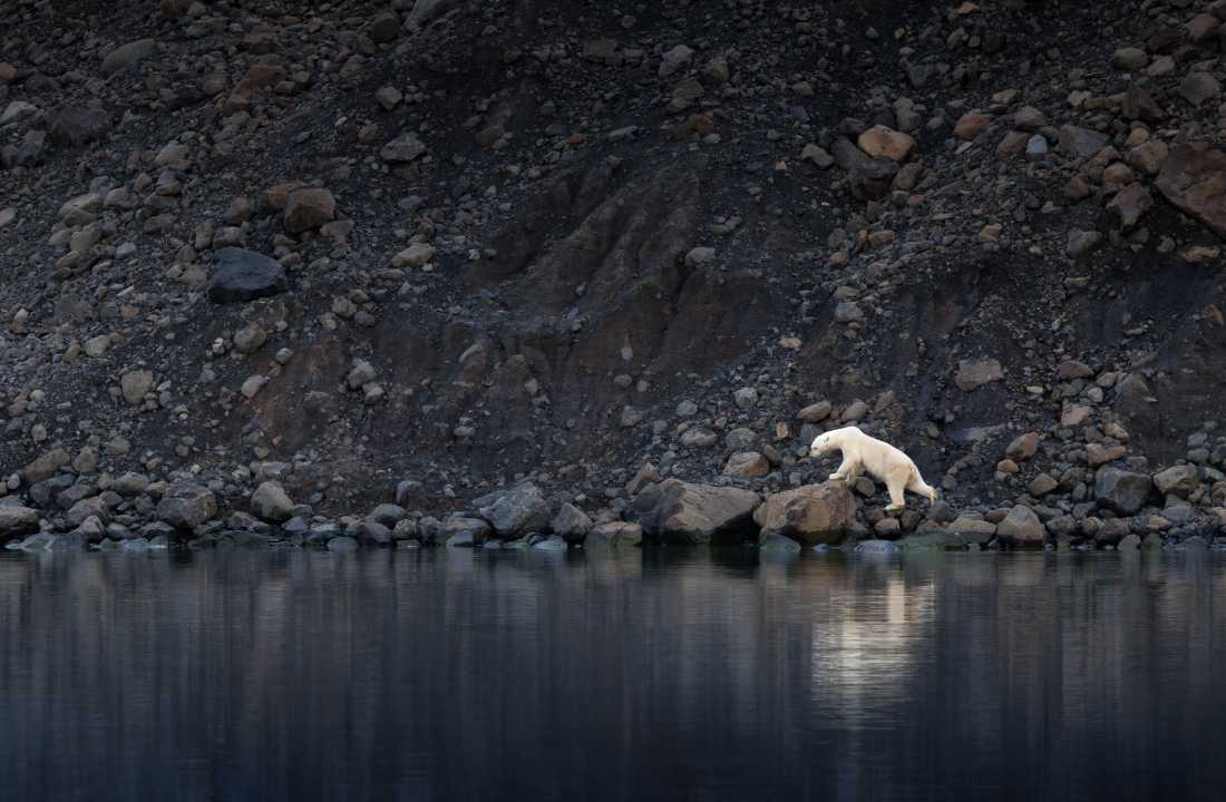 Polar bear exploring the coastline in eastern Greenland |  Jane Rix