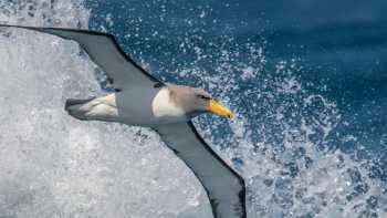 The spectacular Chatham Albatross in flight