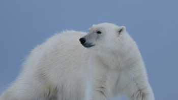 A Polar Bear prowls on Svalbard