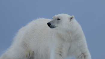 A Polar Bear prowls on Svalbard