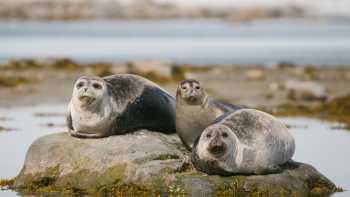 Seals around Svalbard