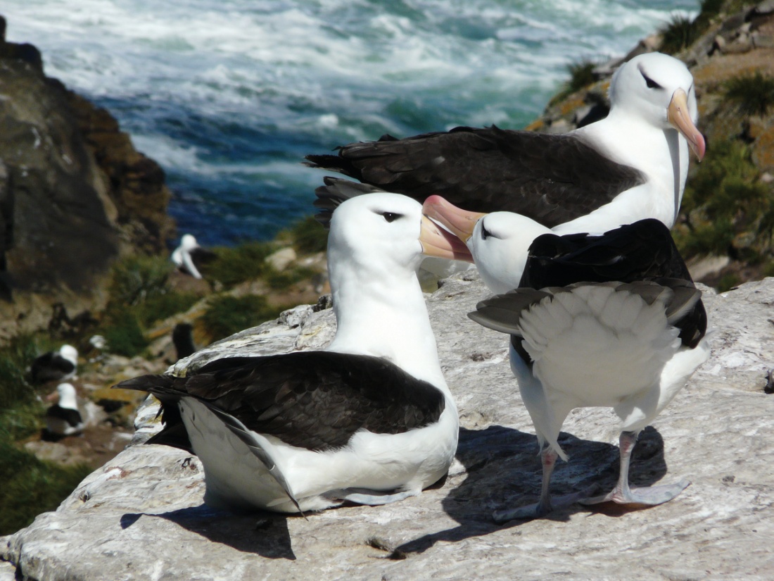 The Antarctic is home to a vast number of bird species, including the Black-browed Albatross | <i>Anne Clark</i>