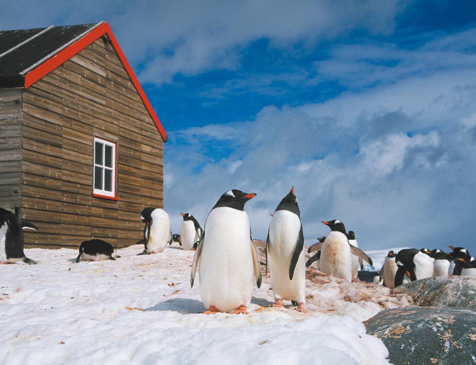 Prolific wildlife and amazing history can both be discovered in the Antarctic Peninsula |  <i>Sue Werner</i>