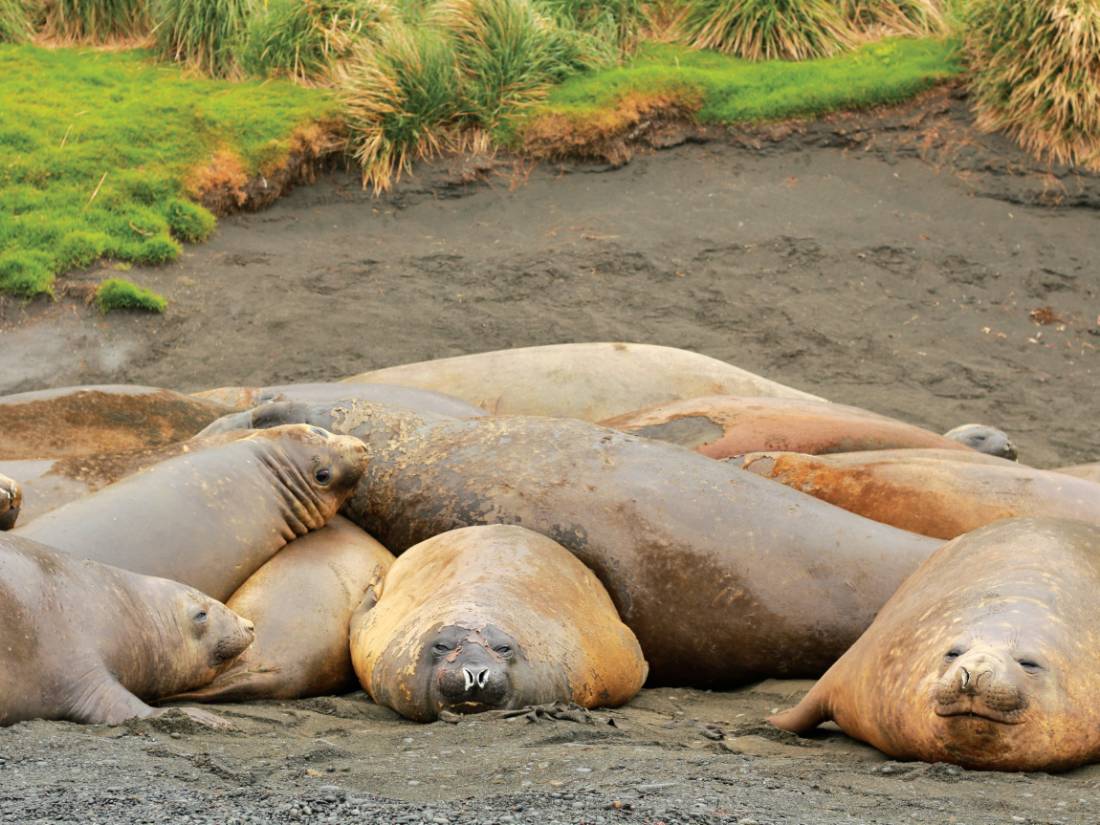 Lazy juvenile elephant seals laying on the beach at Sandy Bay |  <i>Rachel Imber</i>