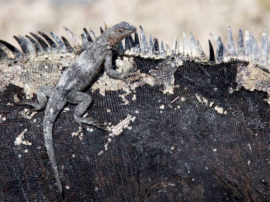 A young Marine Iguana catches a ride |  <i>Alex Cearns | Houndstooth Studios</i>